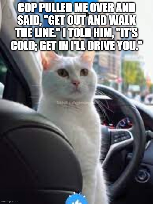 Cop pulled me over | COP PULLED ME OVER AND SAID, "GET OUT AND WALK THE LINE." I TOLD HIM, "IT'S COLD; GET IN I'LL DRIVE YOU." | image tagged in smudge the cat | made w/ Imgflip meme maker