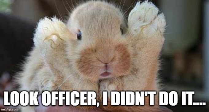 Paws Up | LOOK OFFICER, I DIDN'T DO IT.... | image tagged in bunnies | made w/ Imgflip meme maker