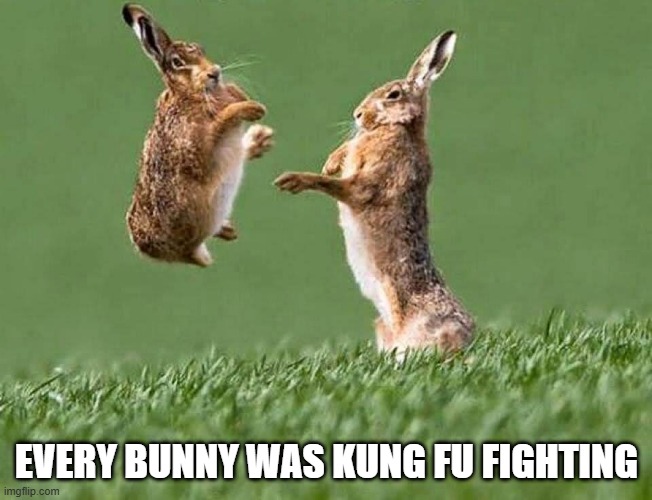 Kung Fu Bunny | EVERY BUNNY WAS KUNG FU FIGHTING | image tagged in bunnies | made w/ Imgflip meme maker