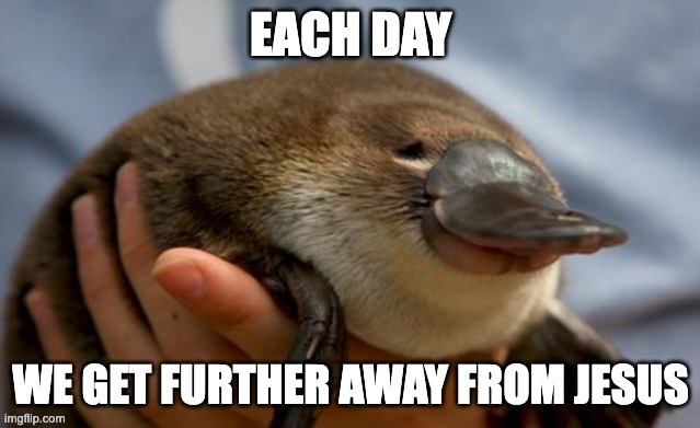 platypus | image tagged in platypus | made w/ Imgflip meme maker