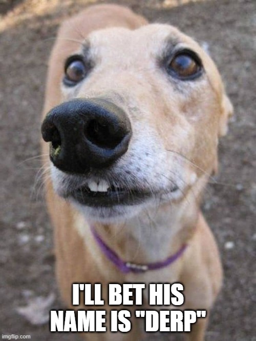 Derp | I'LL BET HIS NAME IS "DERP" | image tagged in dogs | made w/ Imgflip meme maker