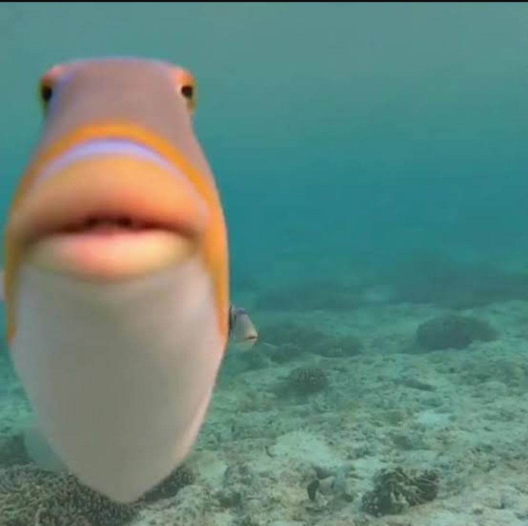 Fish looking Blank Meme Template