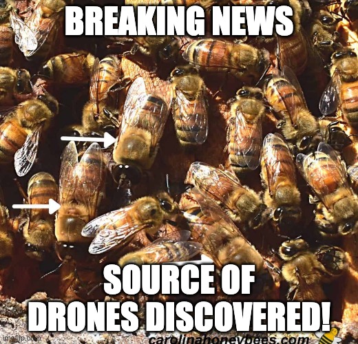 Drones | BREAKING NEWS; SOURCE OF DRONES DISCOVERED! | image tagged in bees,drones | made w/ Imgflip meme maker