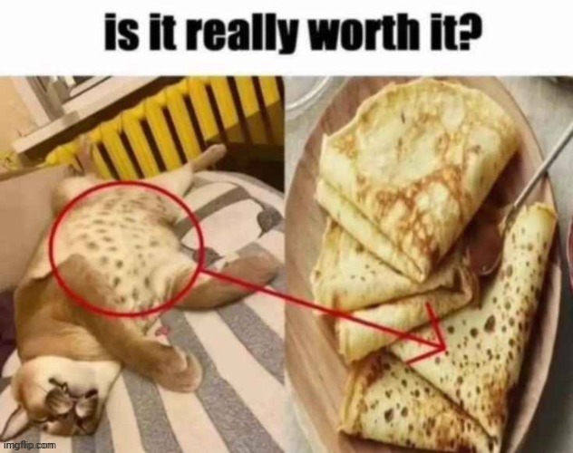 Cat | image tagged in cat,cats,repost,reposts,memes,is it really worth it | made w/ Imgflip meme maker