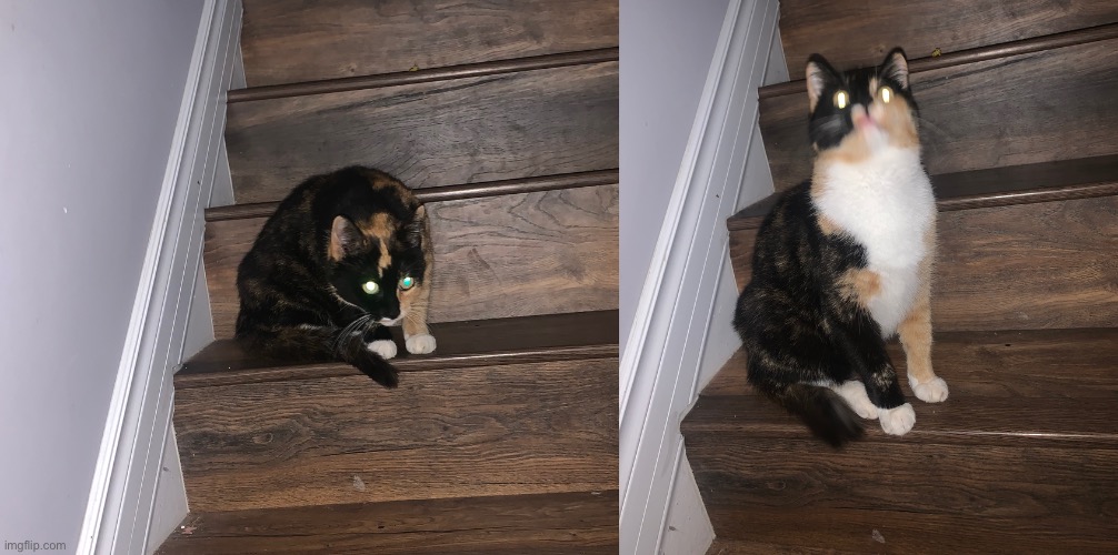 Cat unleashing full power | image tagged in cat,power | made w/ Imgflip meme maker