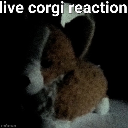 New temp | image tagged in live corgi reaction | made w/ Imgflip meme maker