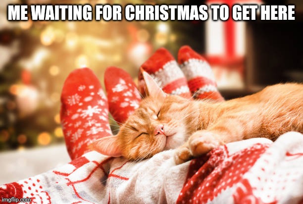 Spending time with family again | ME WAITING FOR CHRISTMAS TO GET HERE | image tagged in cat,christmas cat,kitten | made w/ Imgflip meme maker