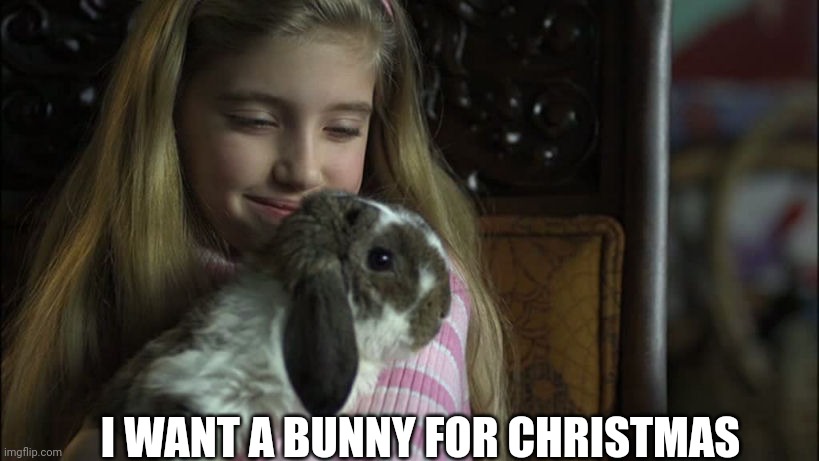 A bunny to go with all my cats | I WANT A BUNNY FOR CHRISTMAS | image tagged in bunny,christmas | made w/ Imgflip meme maker