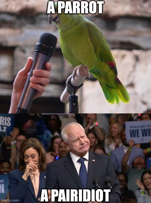 A PARROT A PAIRIDIOT | image tagged in parrot,tim walz and kamala harris | made w/ Imgflip meme maker