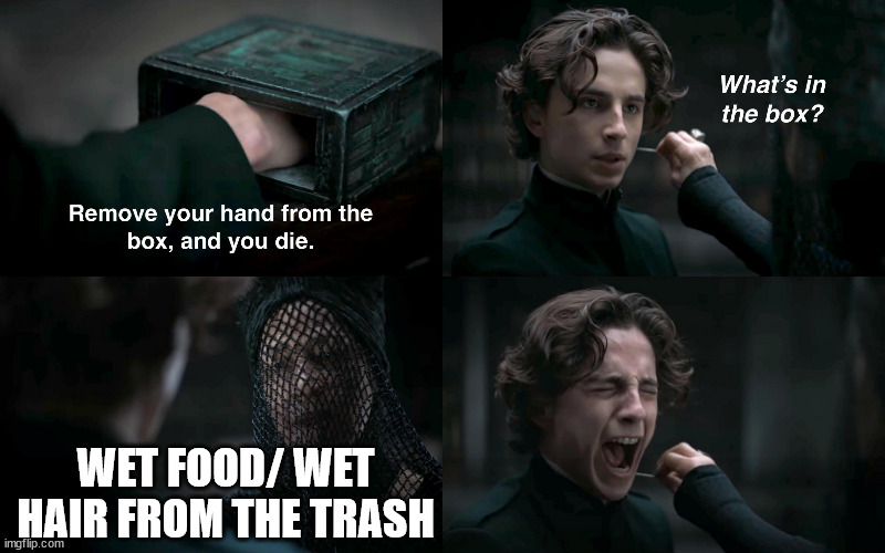 Dune What's in the box | WET FOOD/ WET HAIR FROM THE TRASH | image tagged in dune what's in the box | made w/ Imgflip meme maker