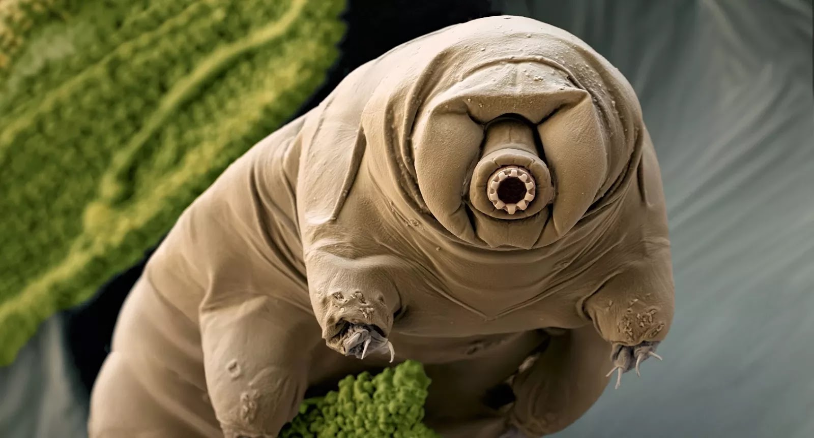 water bear Blank Meme Template