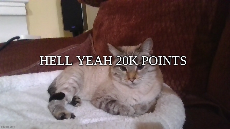 judging cat (it's my cat) | HELL YEAH 20K POINTS | image tagged in judging cat it's my cat | made w/ Imgflip meme maker