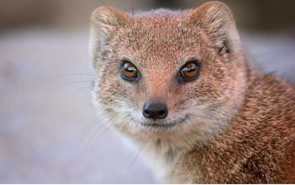 Mongoose smile Blank Meme Template