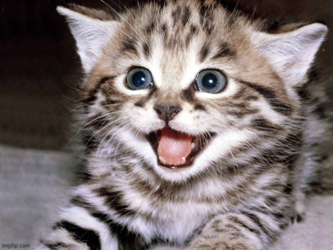 Happy Kitten | image tagged in happy kitten | made w/ Imgflip meme maker