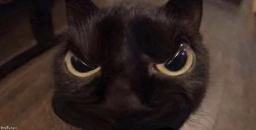 Angry Cat | image tagged in angry cat | made w/ Imgflip meme maker