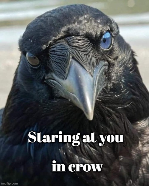 Crow Staring | in crow; Staring at you | image tagged in crow,staring,hard stare | made w/ Imgflip meme maker