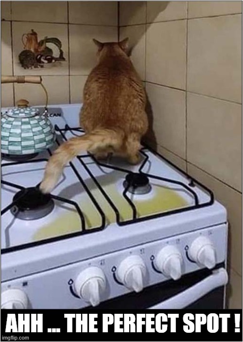 Nooooooooooooo ! | AHH ... THE PERFECT SPOT ! | image tagged in cats,peeing,stove,noooooooooooooooooooooooo | made w/ Imgflip meme maker