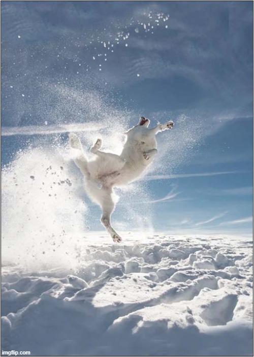 Fun In The Snow ! | image tagged in dogs,snow | made w/ Imgflip meme maker