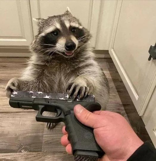 racoon gun find peanut Blank Meme Template