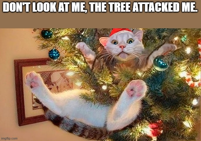 memes by Brad - The cat says that the Christmas tree attacked him. | DON'T LOOK AT ME, THE TREE ATTACKED ME. | image tagged in funny,fun,christmas tree,cats,kittens,humor | made w/ Imgflip meme maker