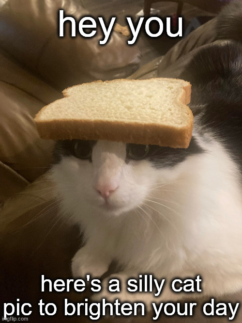 K I T T Y | hey you; here's a silly cat pic to brighten your day | image tagged in bread cat | made w/ Imgflip meme maker