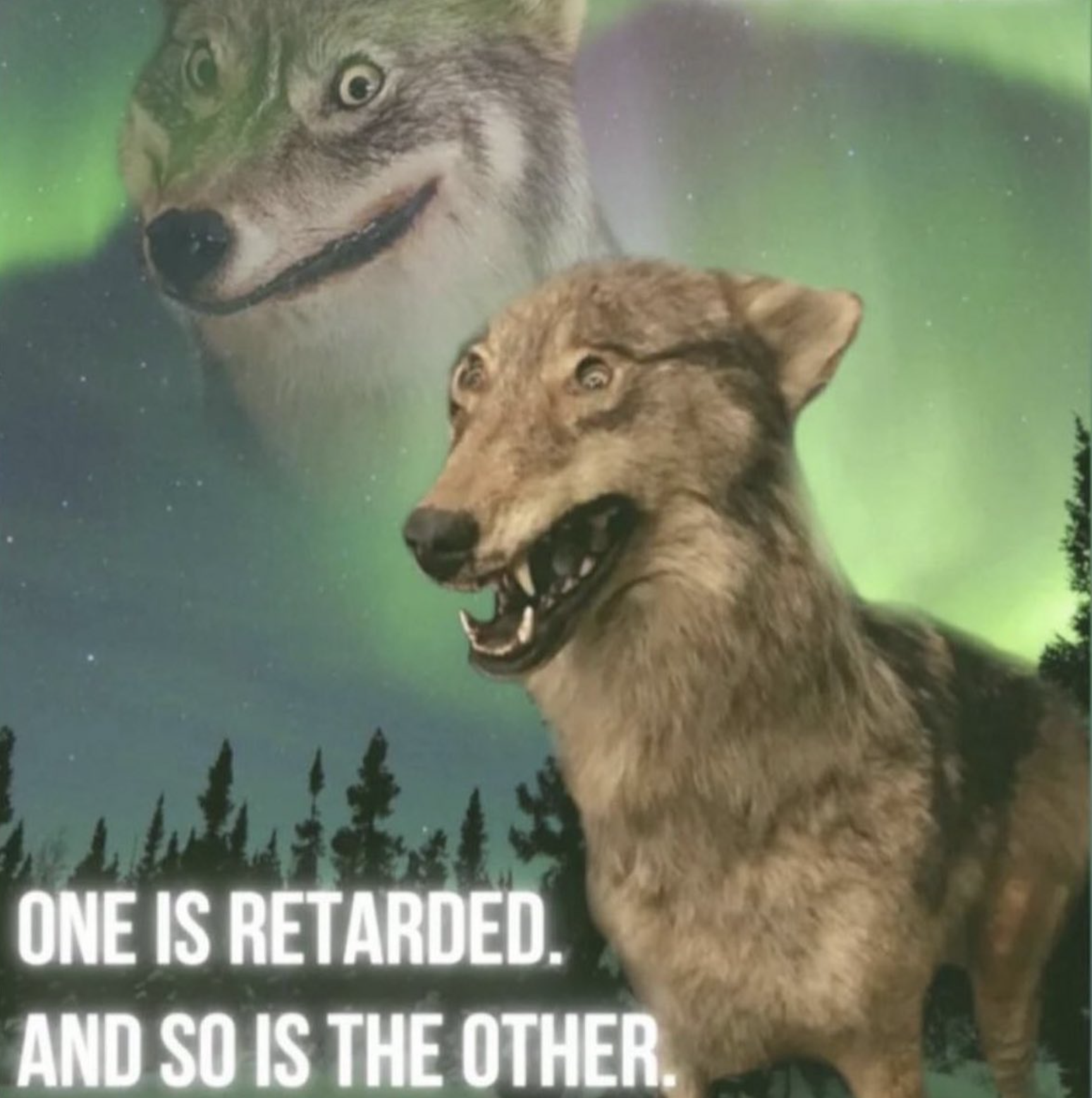 two retarded wolves Blank Meme Template