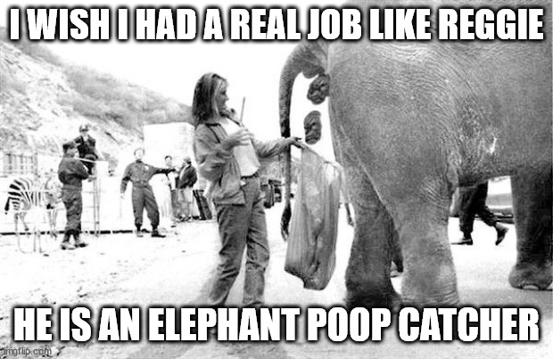 poop catcher | I WISH I HAD A REAL JOB LIKE REGGIE; HE IS AN ELEPHANT POOP CATCHER | image tagged in pooping | made w/ Imgflip meme maker