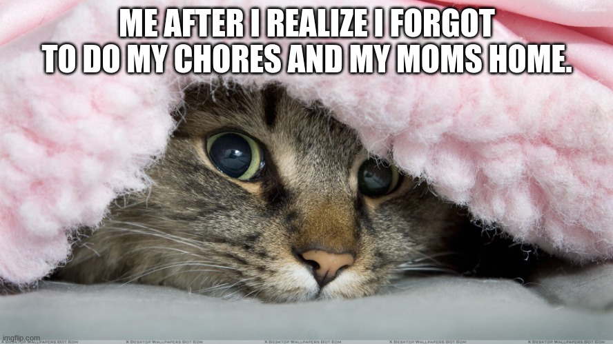 Cat in Blanket | ME AFTER I REALIZE I FORGOT TO DO MY CHORES AND MY MOMS HOME. | image tagged in cat in blanket | made w/ Imgflip meme maker