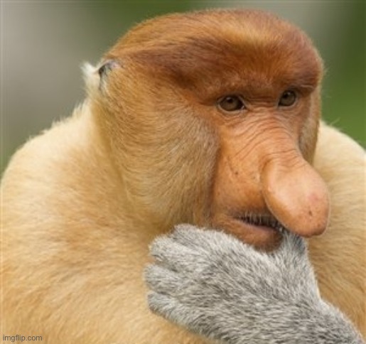 Janusz Polish Monkey Thinking | image tagged in janusz polish monkey thinking | made w/ Imgflip meme maker