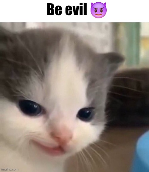 normalize cat | Be evil 😈 | image tagged in normalize cat | made w/ Imgflip meme maker