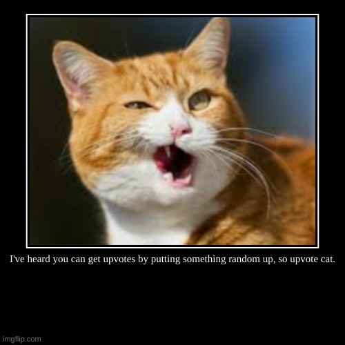 upvote for cat | I've heard you can get upvotes by putting something random up, so upvote cat. | | image tagged in funny,demotivationals | made w/ Imgflip demotivational maker