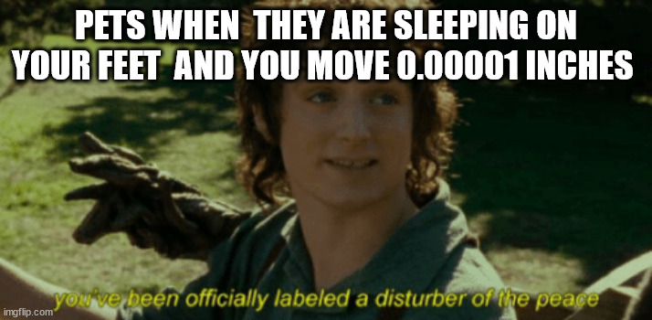 petsandminordisturbances | PETS WHEN  THEY ARE SLEEPING ON YOUR FEET  AND YOU MOVE 0.00001 INCHES | image tagged in disturber of the peace lotr,lotr,pets,dogs,animals,frodo | made w/ Imgflip meme maker