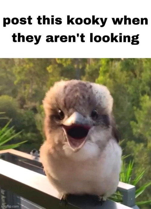 post this kooky when they arent looking | image tagged in post this kooky when they arent looking | made w/ Imgflip meme maker