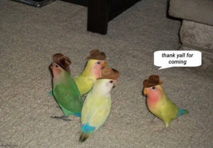 Cowbirds!! Birbs with hats! | image tagged in birds,bird,cowboy,cowboy hat,cute,pets | made w/ Imgflip meme maker