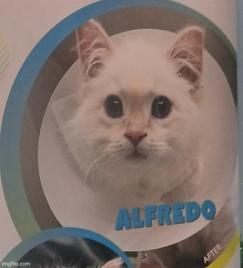 Alfredo | made w/ Imgflip meme maker