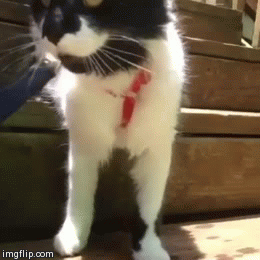 image tagged in gifs,cat,panting,cats | made w/ Imgflip video-to-gif maker