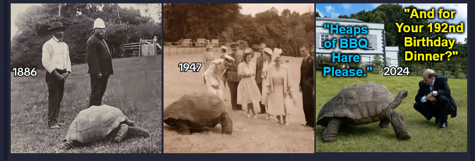 [apparently Jonathan = the oldest living tortoise] | "And for 

Your 192nd 

Birthday 

Dinner?"; "Heaps 

of BBQ 

Hare 

Please." | image tagged in tortoise,hare,old age,long life,birthday,dinner | made w/ Imgflip meme maker