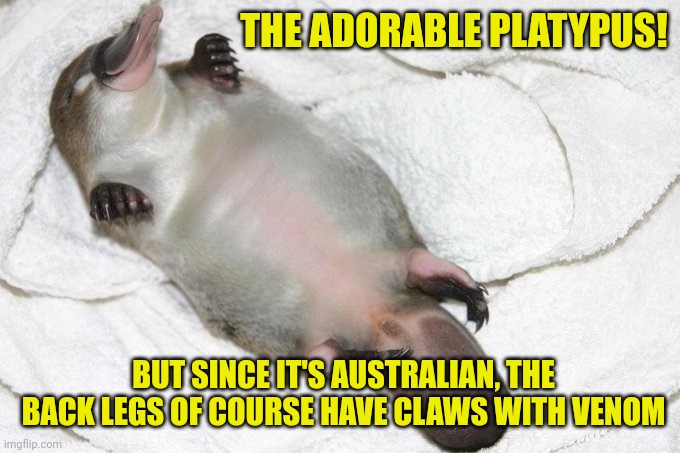 Platypus | THE ADORABLE PLATYPUS! BUT SINCE IT'S AUSTRALIAN, THE BACK LEGS OF COURSE HAVE CLAWS WITH VENOM | image tagged in platypus | made w/ Imgflip meme maker