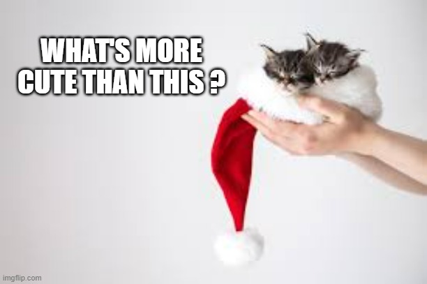 memes by Brad - The cutest two Christmas kittens | WHAT'S MORE CUTE THAN THIS ? | image tagged in cats,kittens,cute kittens,christmas,santa claus,merry christmas | made w/ Imgflip meme maker