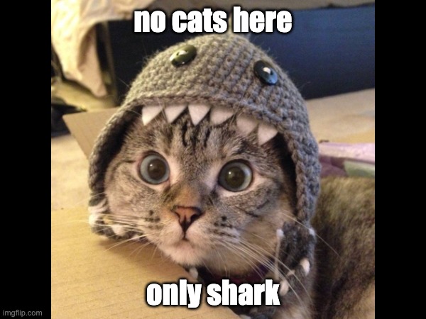 Shark Cat | no cats here; only shark | image tagged in shark,cat,cute cat,nala cat | made w/ Imgflip meme maker