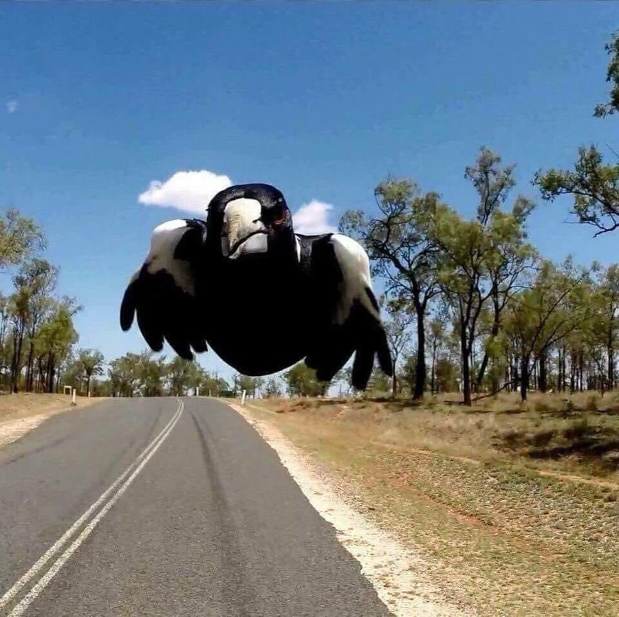 Australian Magpie Blank Meme Template