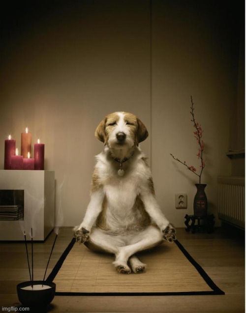 dog meditation funny | image tagged in dog meditation funny | made w/ Imgflip meme maker