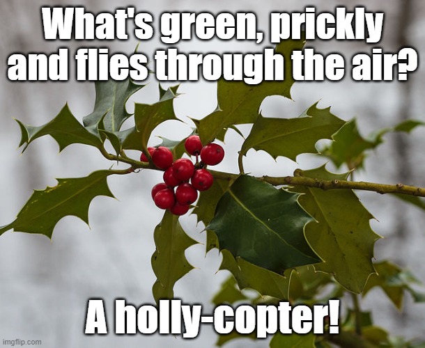 Holly | What's green, prickly and flies through the air? A holly-copter! | image tagged in holly | made w/ Imgflip meme maker