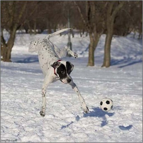 One Football Crazy Dog ! | image tagged in dogs,football,crazy,snow | made w/ Imgflip meme maker