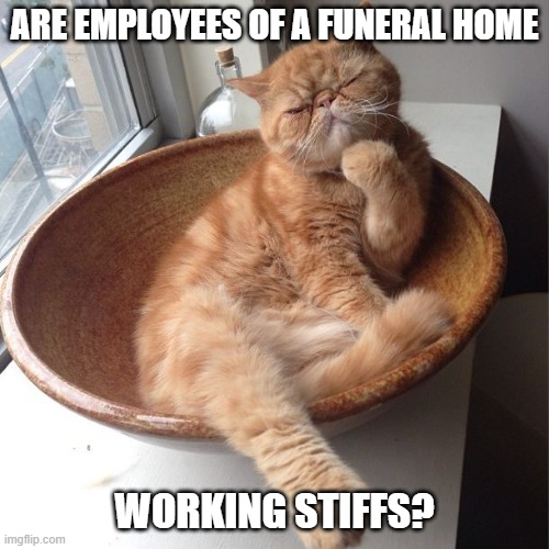 ARE EMPLOYEES OF A FUNERAL HOME WORKING STIFFS? | image tagged in wondering cat | made w/ Imgflip meme maker