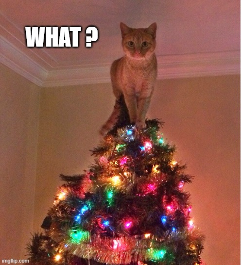 memes by Brad - My cat like the top of the Christmas tree | WHAT ? | image tagged in cats,kitten,christmas tree,funny,santa claus | made w/ Imgflip meme maker