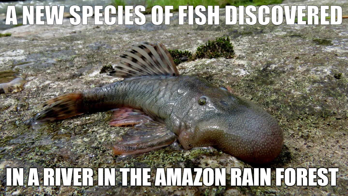 the blob nosed fish | A NEW SPECIES OF FISH DISCOVERED; IN A RIVER IN THE AMAZON RAIN FOREST | image tagged in fish,amazon,kewlew | made w/ Imgflip meme maker