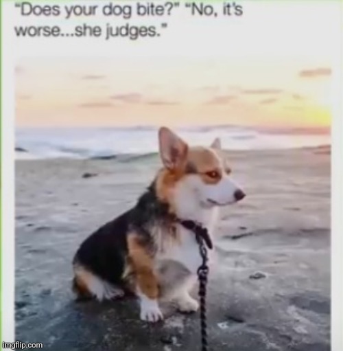 Dogs | image tagged in memes,dogs | made w/ Imgflip meme maker