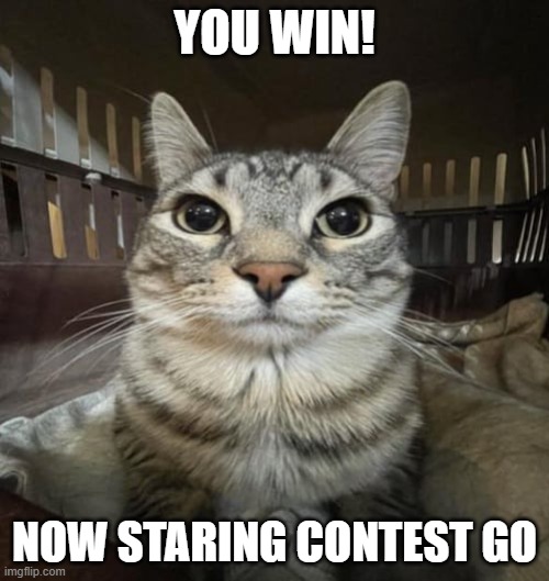 Zazu Staring | YOU WIN! NOW STARING CONTEST GO | image tagged in zazu staring | made w/ Imgflip meme maker