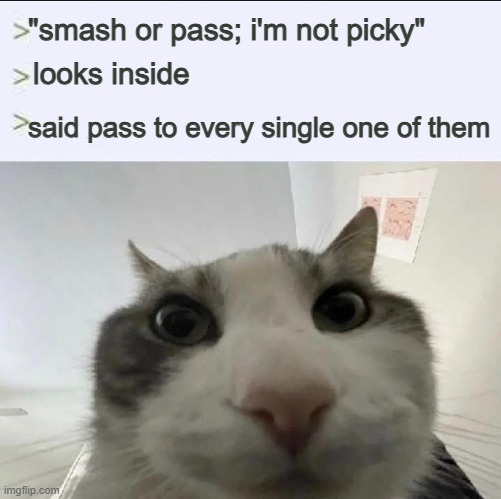 Cat looks inside | "smash or pass; i'm not picky"; looks inside; said pass to every single one of them | image tagged in cat looks inside | made w/ Imgflip meme maker